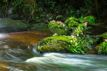 fresh green plant and pink flower on rock in middle Mun Dang Waterfall rain season in Thailandの写真素材