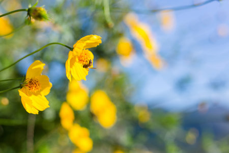 Bee on the Beautiful flower background. Amazing view with green grass and blue sky landscape.の写真素材