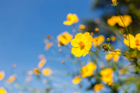 Mexican sunflower Amazing view with green grass and blue sky landscape.の写真素材