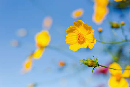 Mexican sunflower Amazing view with green grass and blue sky landscape.の写真素材