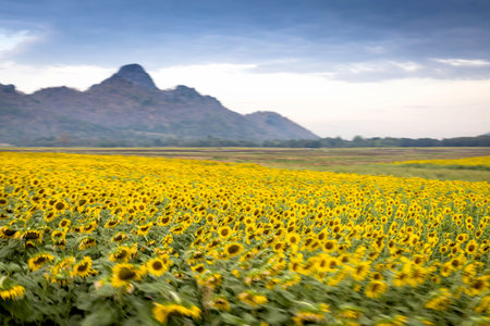 blurred background sunflower field  and blue skyの写真素材