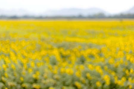 blurred background sunflower field  and blue skyの写真素材