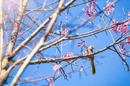 Soft focus Cherry Blossom or Sakura flower on nature blur background  with birdの写真素材