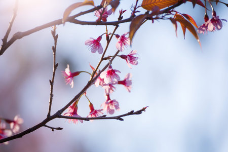 Soft focus Cherry Blossom or Sakura flower on nature blur backgroundの写真素材