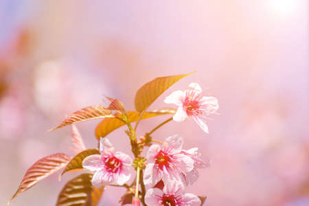 close-up cherry blossom with Blue Sky Background Thai Sakura Blooming During Winter in Thailandの写真素材