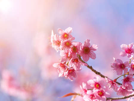 close-up cherry blossom with Blue Sky Background Thai Sakura Blooming During Winter in Thailandの写真素材
