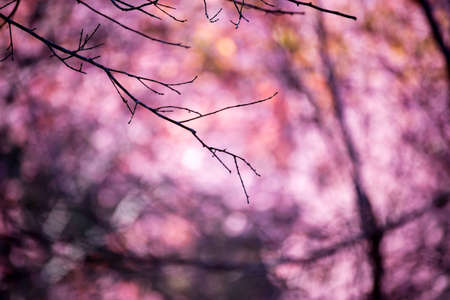 blur background light pink abstract backgroundの写真素材