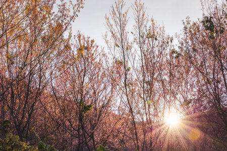 Soft focus Cherry Blossom or Sakura flower on nature blur backgroundの写真素材
