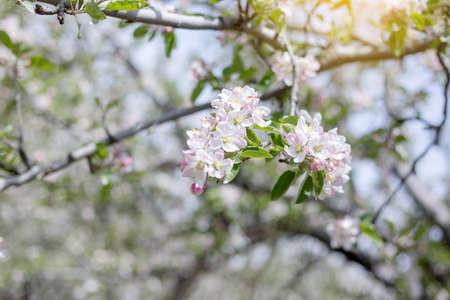 Apple flowers blossom in spring time with green leaves nature background, natural floral seasonal backgroundの写真素材