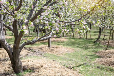 Apple flowers blossom in spring time with green leaves nature background, natural floral seasonal...
