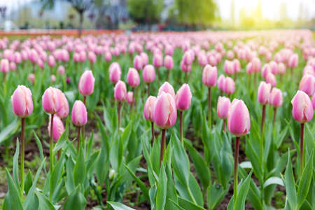 Beautiful pink tulips at the middle of summer or spring day landscape. Natural view of flower blooming in the garden with green grass as a backgroundの写真素材
