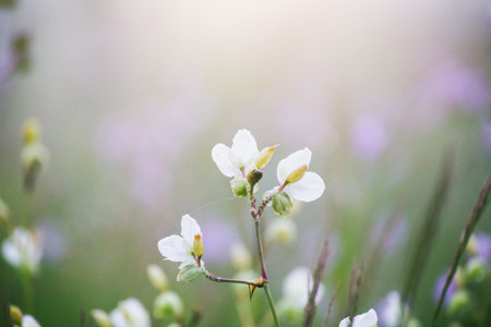 soft focus beautiful landscape of beautiful rain forest with green grass, little purple and pink flowers Murdannia giganteum nature backgroundの写真素材