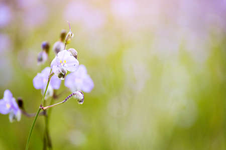 soft focus beautiful landscape of beautiful rain forest with green grass, little purple and pink flowers Murdannia giganteum nature backgroundの写真素材