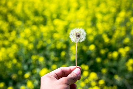 Closeup of beautiful garden flowers field a little flowers backgroundの写真素材