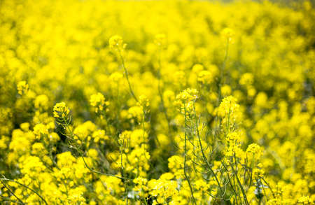Closeup of beautiful garden flowers field a little flowers backgroundの写真素材