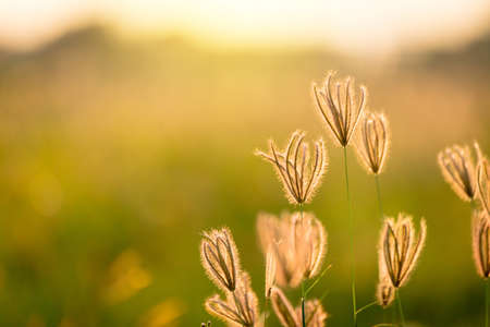 Vintage photo of Close up soft focus a little wild flowers grass in sunrise and sunset backgroundの写真素材