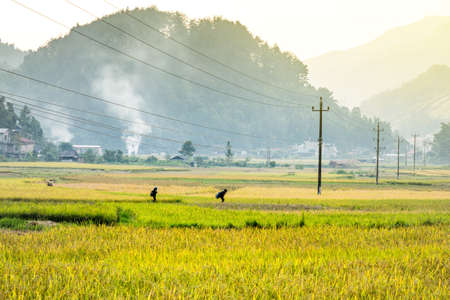 Rice fields on terraced of yellow green rice field landscapeの写真素材