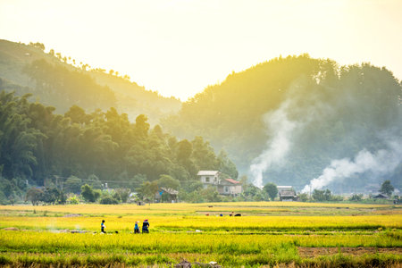 Rice fields on terraced of yellow green rice field landscapeの写真素材