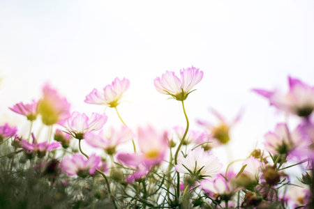 Close up Natural flowers background.  Amazing view of colorful  flowering in the garden and green...