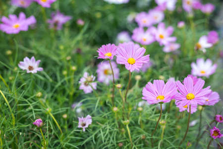 Close up Natural flowers background.  Amazing view of colorful  flowering in the garden and green grass landscape Overhead view with copy space and template floral background.の写真素材