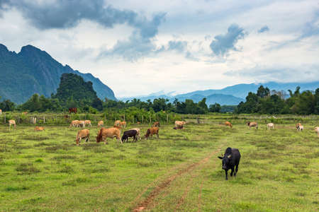 Happy single  on a meadow at summer green field usually used for dairy production mist  Mountains landscape background during sunsetの写真素材