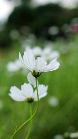 White Flowers.の写真素材