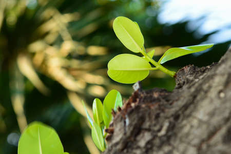 Young green leaves are growing up on old tree. Great ideas happen at all ages.の写真素材