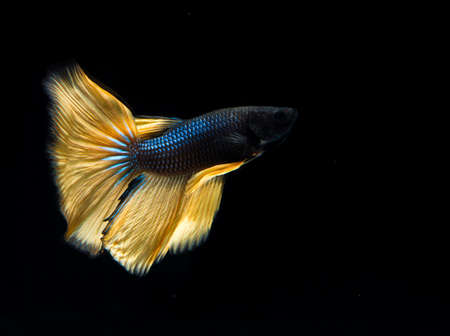 Betta fish,fighting fish,Siamese fighting fishの写真素材