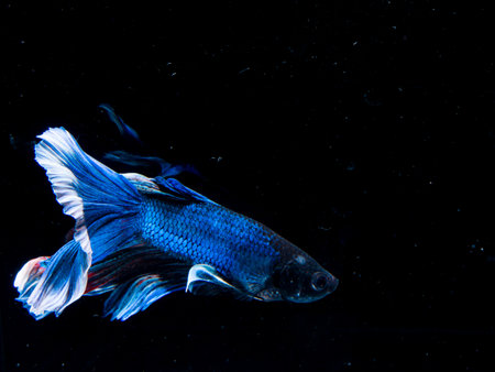 Betta fish,fighting fish,Siamese fighting fishの写真素材