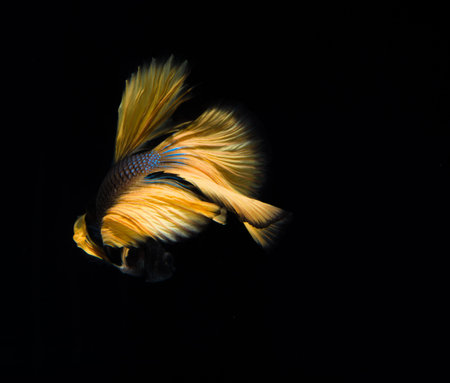 Betta fish,fighting fish,Siamese fighting fishの写真素材