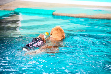 Little puppy Beagle dog swimming together with Golden