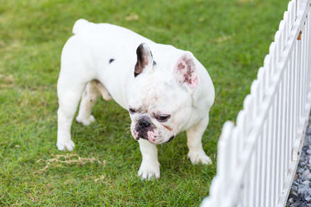 French bulldog standing on he gardenの写真素材