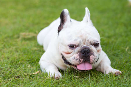 French bulldog keep on smilingの写真素材