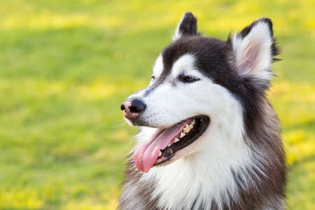Alaskan malamute smiling so cuteの写真素材