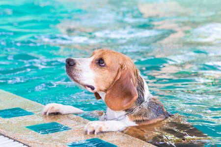 Beagle dog waiting for swim in the poolの写真素材