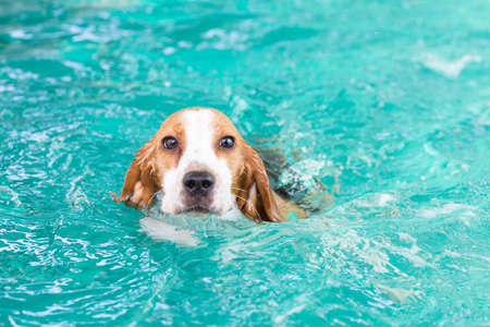 Little beagle dog swimming in the poolの写真素材