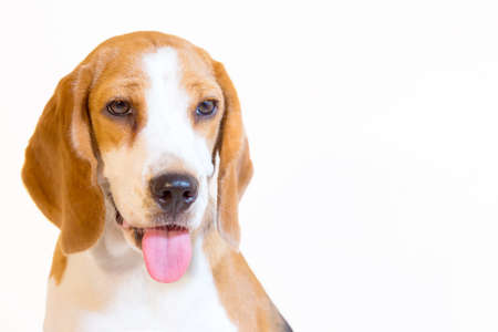 Little beagle dog studio portraitの写真素材