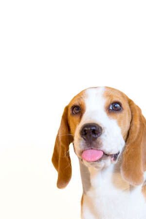 Cute little beagle dog studio portraitの写真素材