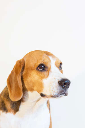 Young beagle dog studio portraitの写真素材