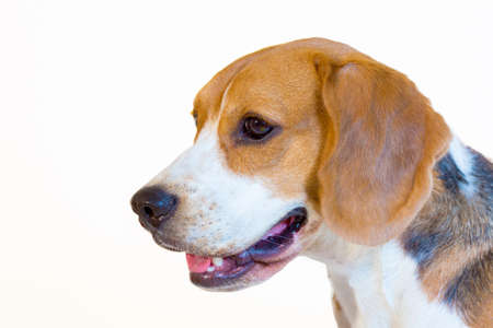 Young beagle dog studio portrait side viewの写真素材