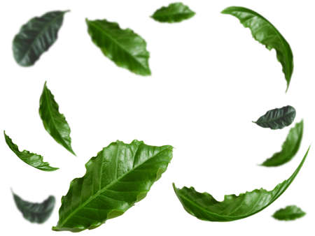 Levitation green leaf with coffee tree on a white background with space for text in the center.の写真素材