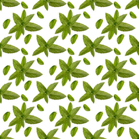 Seamless pattern of mint leaves on a white background. For paper, covers, fabrics, gift wrapping, decor. Simple design for your surface.の写真素材