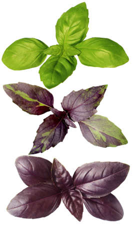 Juicy isolated violet, green and motley basil on a white background, levitation. Banner, advertisement, advertisement, tablecloth.の写真素材