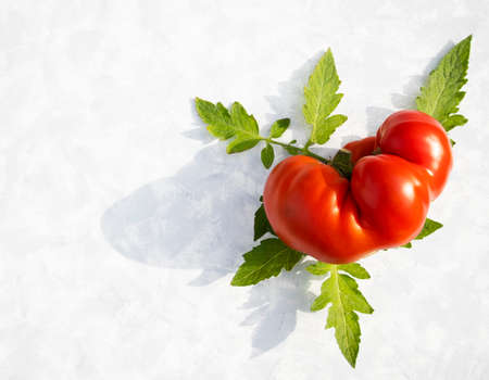 Ugly tomato and leaves on a white background with space for text. Banner, wallpaper, advertising.の写真素材