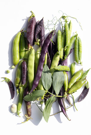 Beans and beans green and purple in pods on a white background. Advertising, banner.
