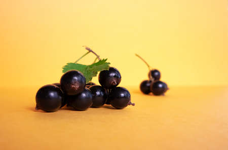 Branch of black currant on a yellow background. Minimalism. Banner.の写真素材