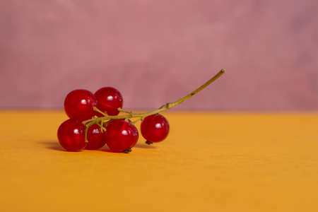 A branch of red currants on a yellow-purple background. Minimalism. Banner. Wallpaper.の写真素材