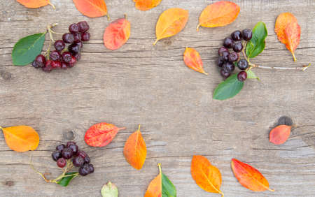 Multicolored autumn leaves and berries of chokeberry on a wooden background with space for text. Poster, banner, advertisement.の写真素材