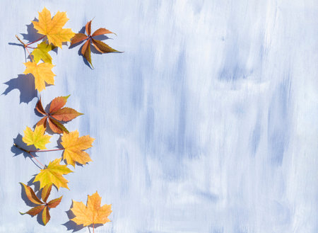 Autumn maple leaves and leaves of girlish grapes on a blue background with space for text. Template,...