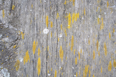 Old wooden background. Rustic style wallpaper. Timber texture.